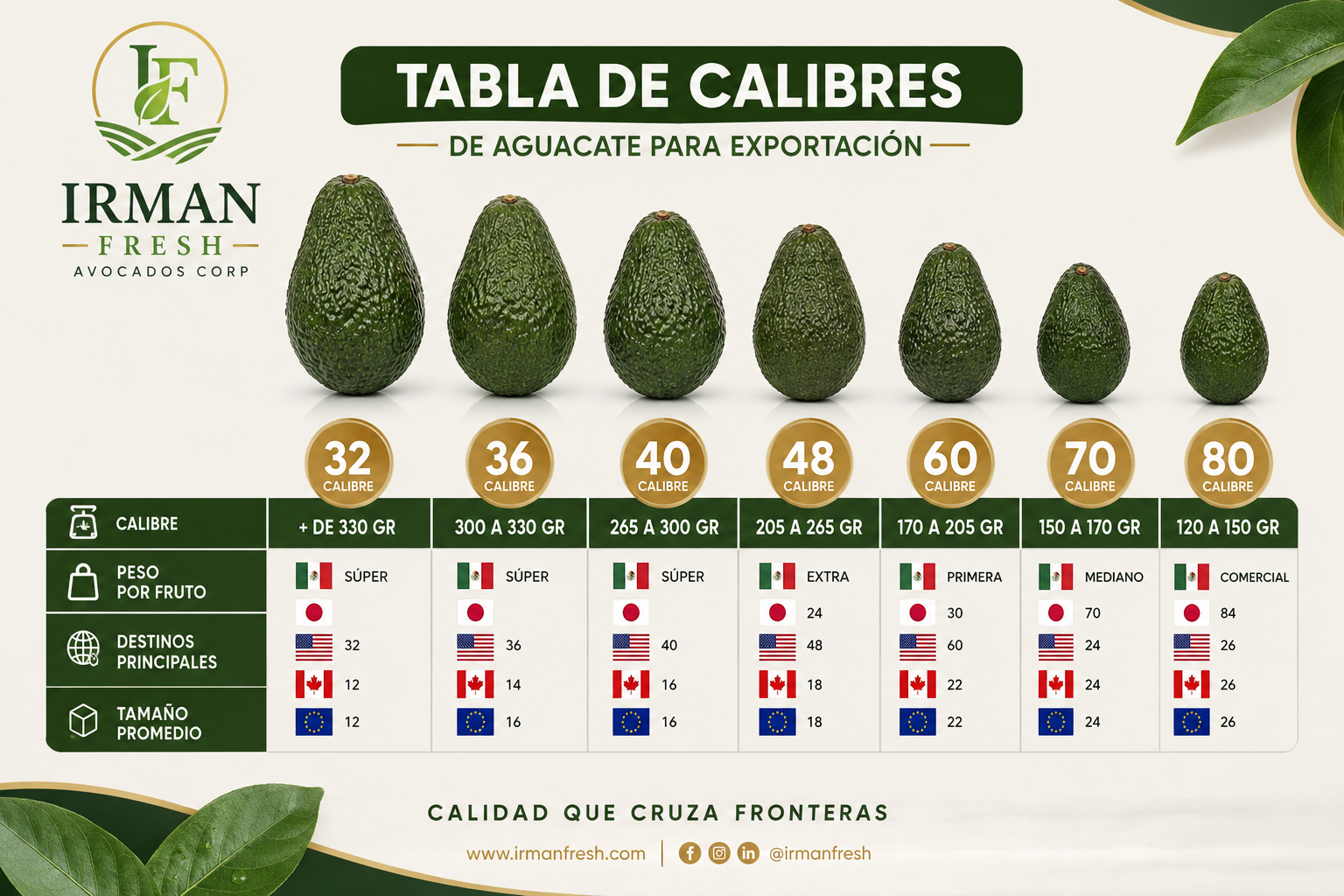 Tabla de calibres de aguacate Hass